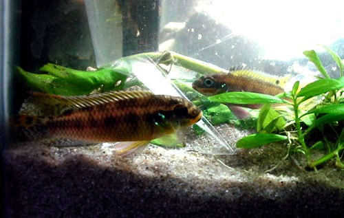 new cichlids! i can't wait for babies......:)