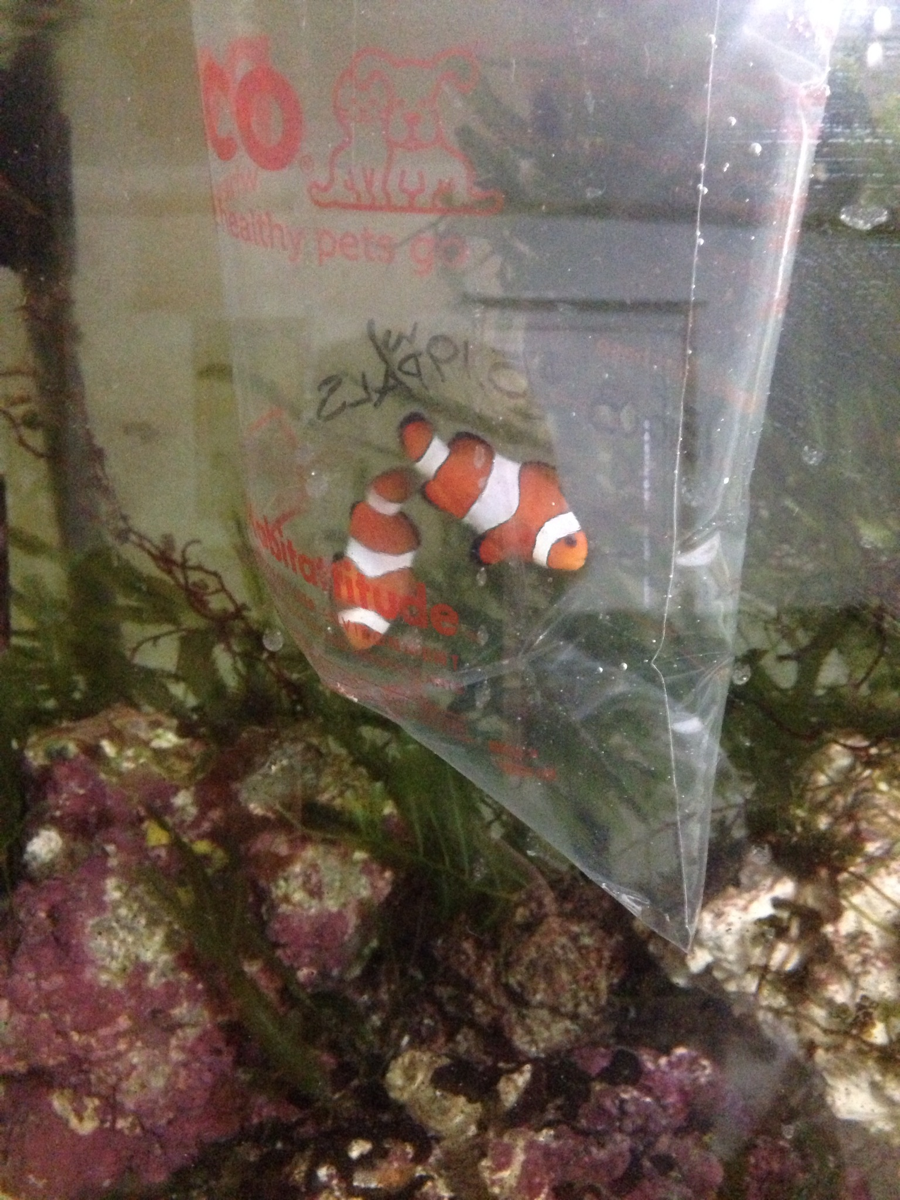 New clown fish
