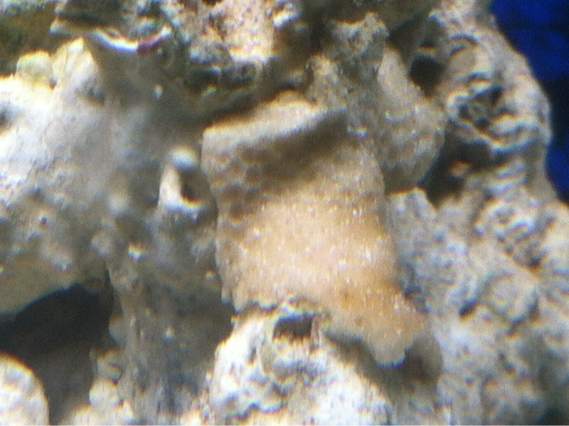 New Coral?