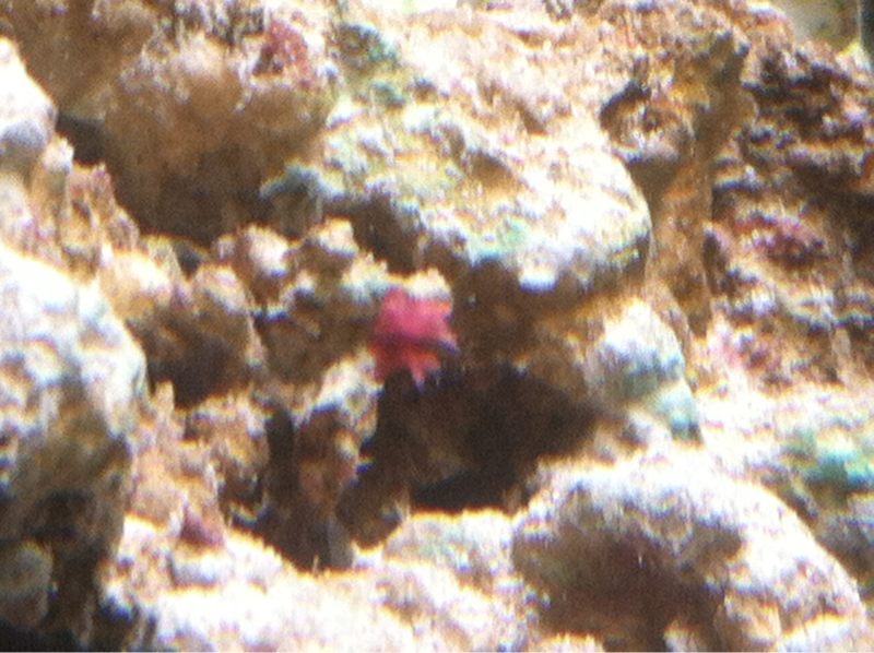 new coral?
