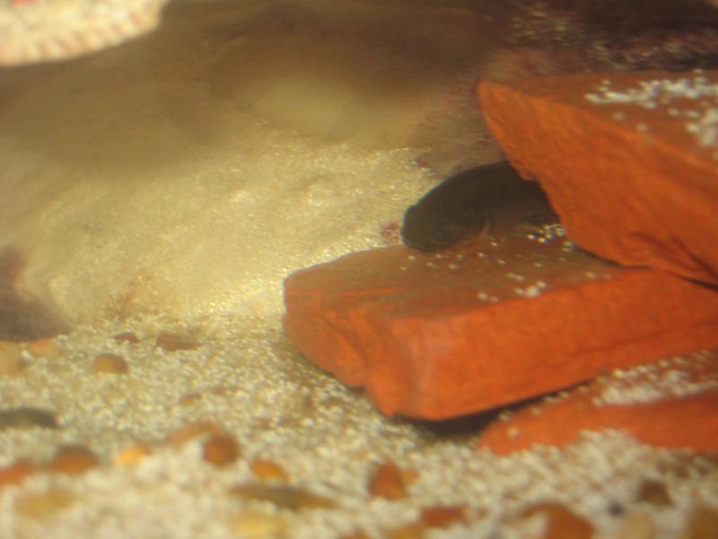 New Knight goby hiding in his clam shell lean-to