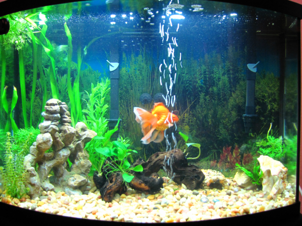 New light is a little intense (6500k T5HO).  Might need to get a different bulb.  Goldfish uprooted the watersprite, so rude.