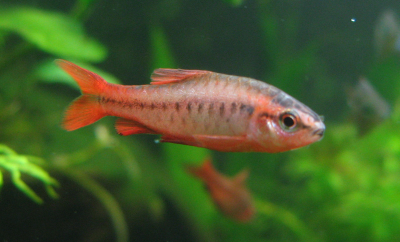 New Male Cherry Barb!