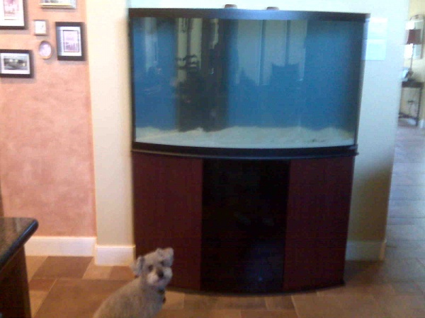 new tank with 80 lbs of live sand on 6/15.