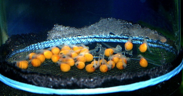 Newly hatched Red Zebra fry. 6 days after the spawn