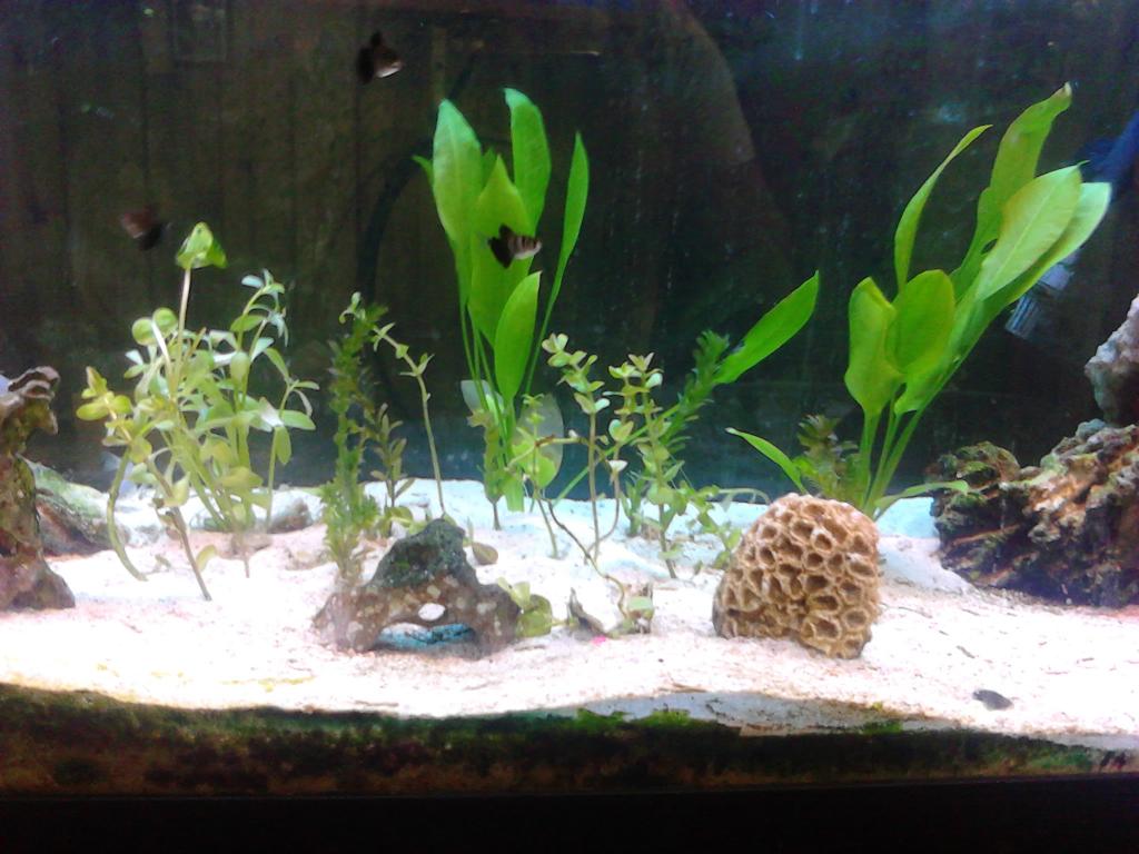 newly re decorated fish tank