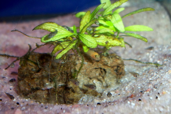 Newly released Acei and Red Zebra fry