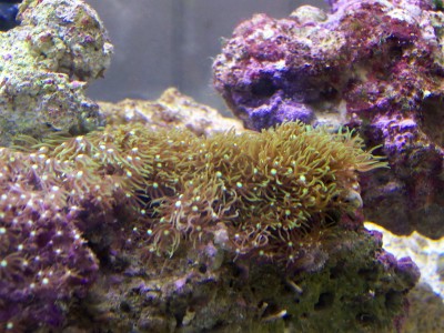 Nice bunch of Star Polyps. Actinics not yet installed.