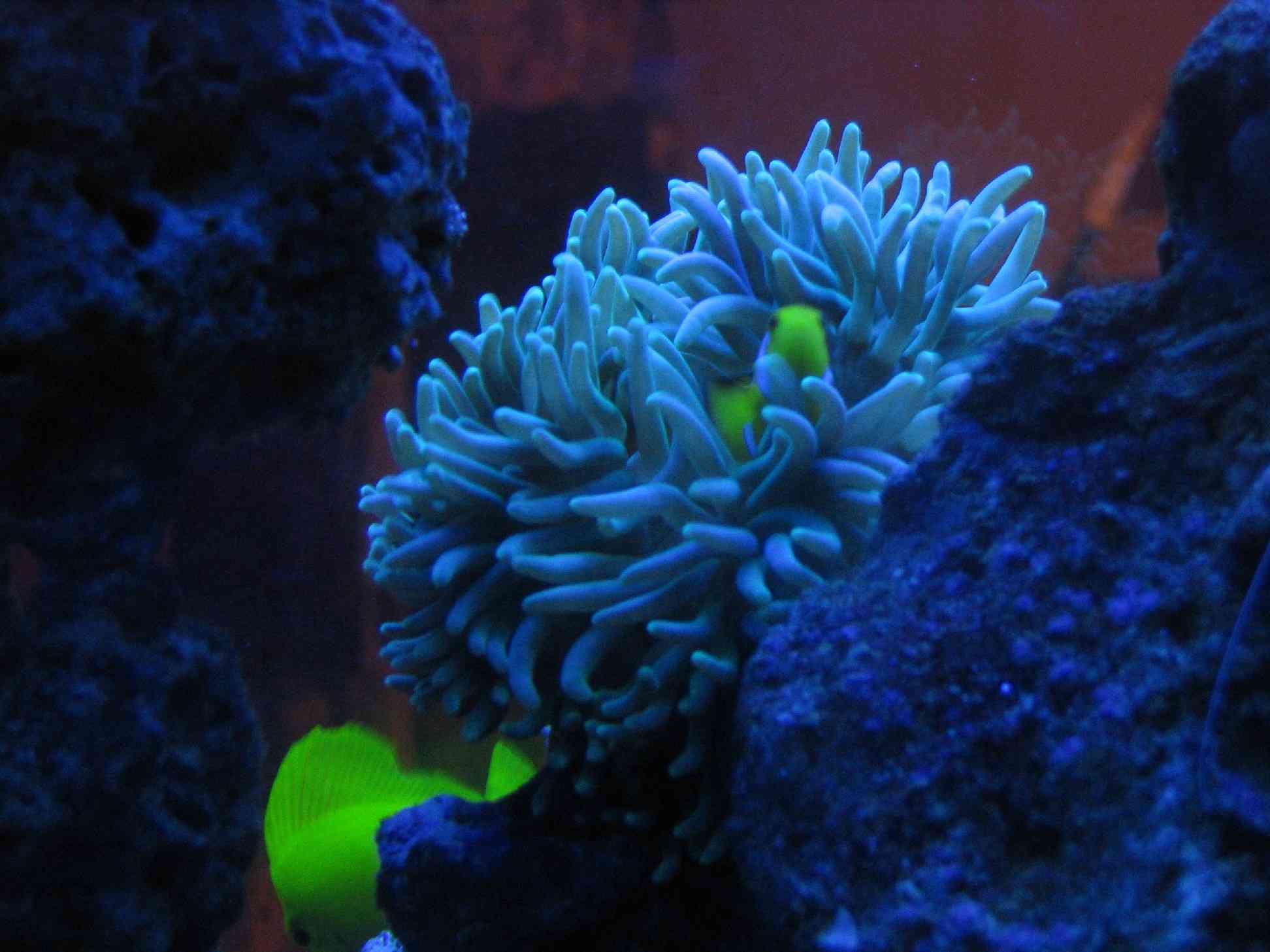 Night picture of our Percula Clown with our new Anenome...  Not sure what type of Anenome this is.