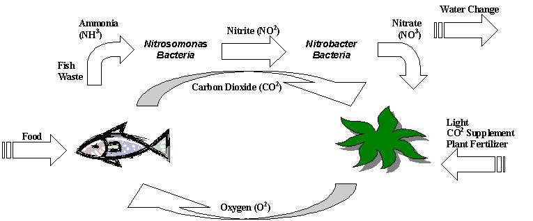nitrogencycle med