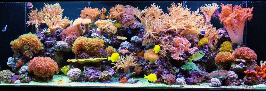 No.1-200 Gallon Reef Tank