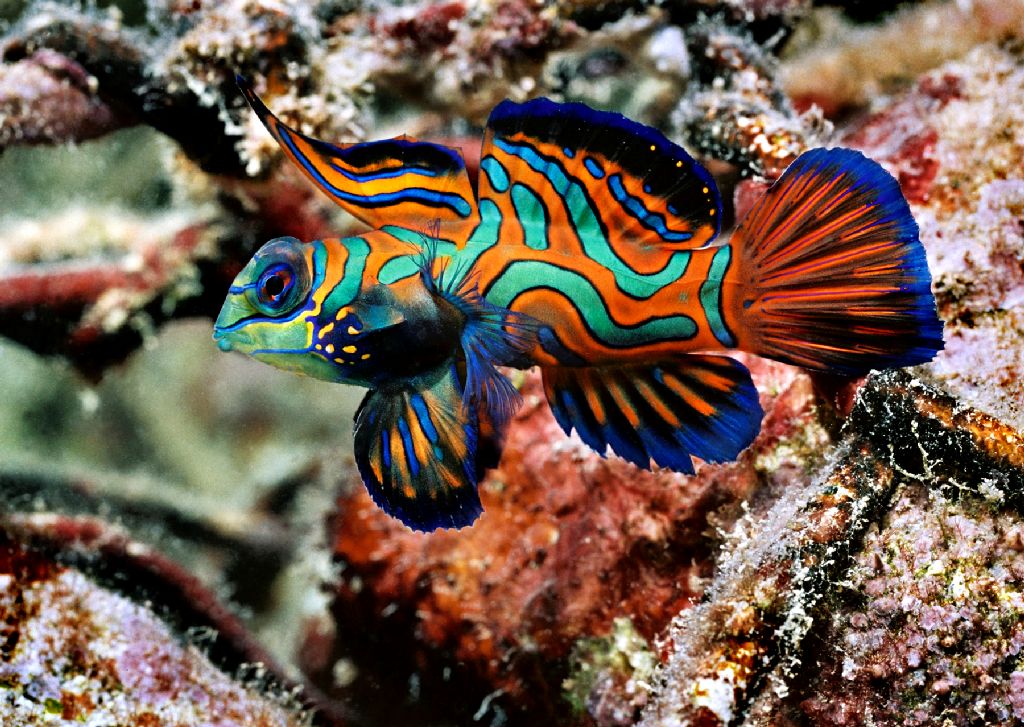 No.1-Mandarin Fish