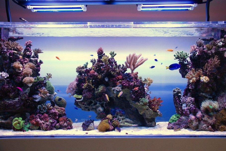 No.10-350 Gallons Reef Tank