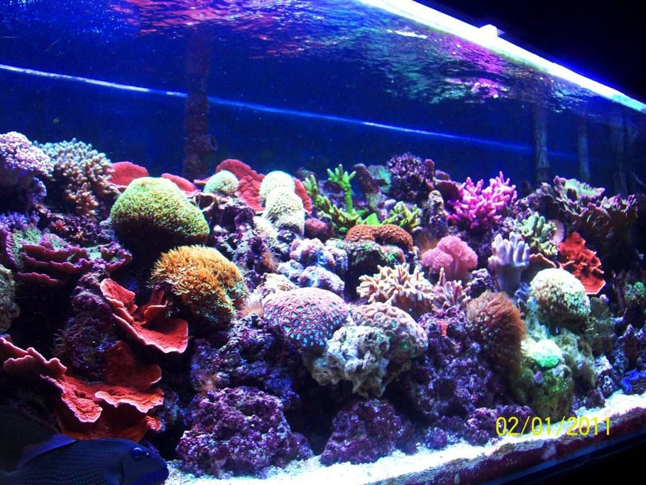 No.2-180 Gallons Reef Tank