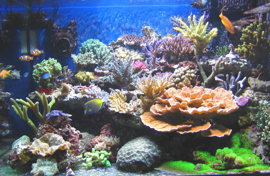 No.5-100 gallons Reef Tank
