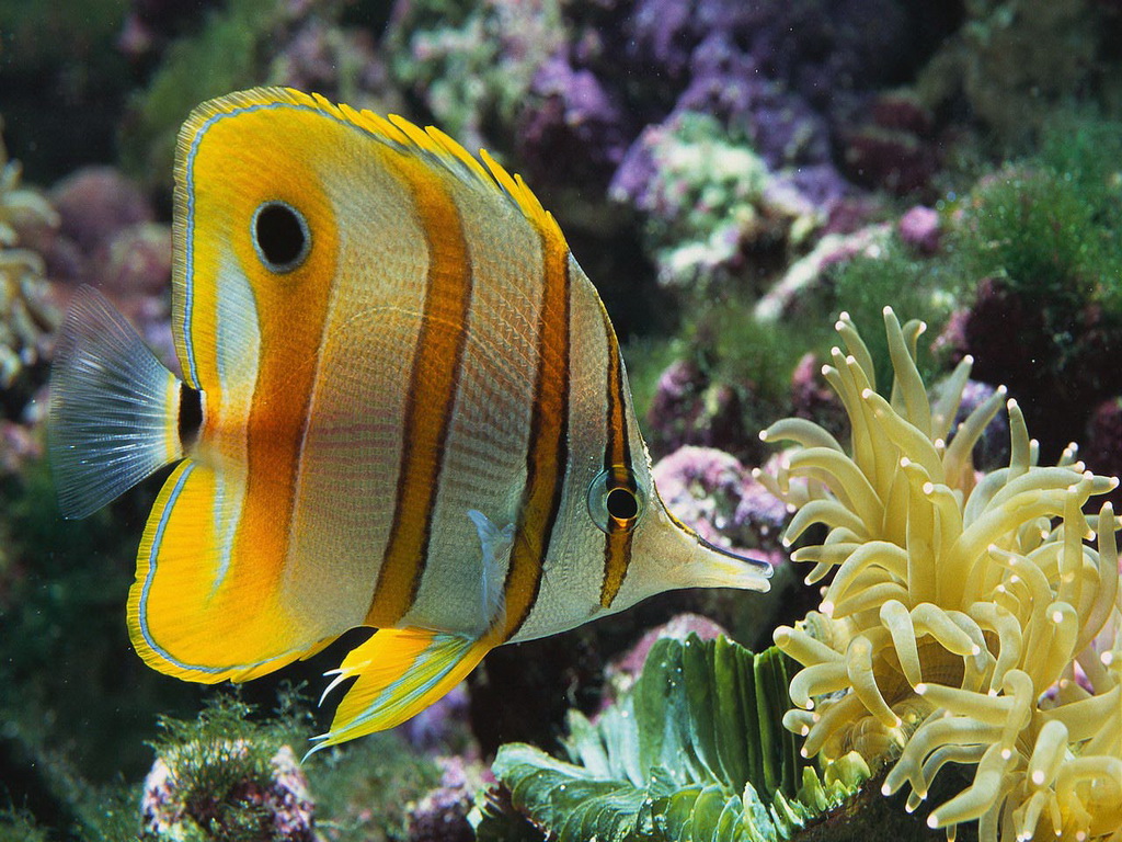 No.5-Butterfly Fish