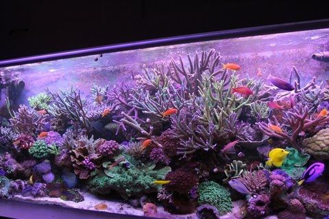 No.8-220 Gallons Reef Tank