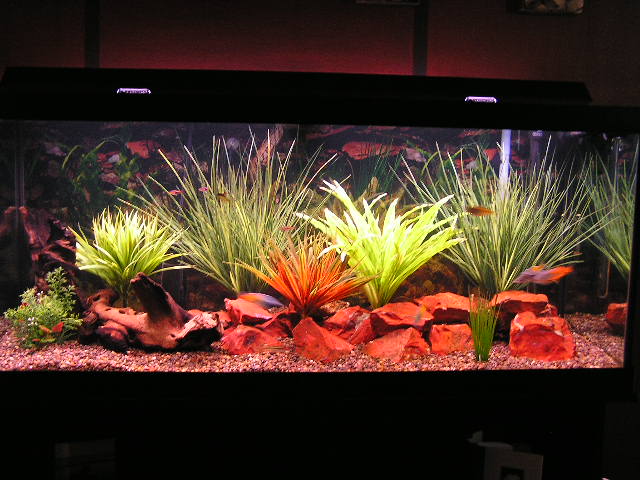 not alot of fish so far but the tank is almost done, few more red rocks and that should be good.