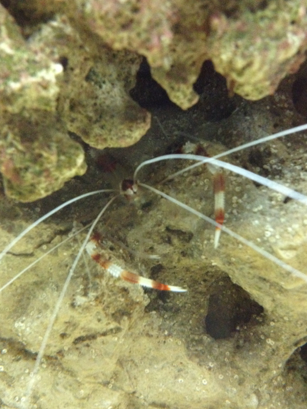 Not camera shy banded coral shrimp