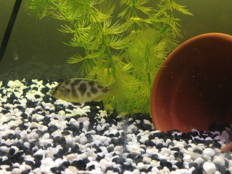 Not sure what kind of cichlid this is