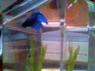 Not the best photo,  but its all I have lol. This is my betta, Poppy. Hes got real personality.