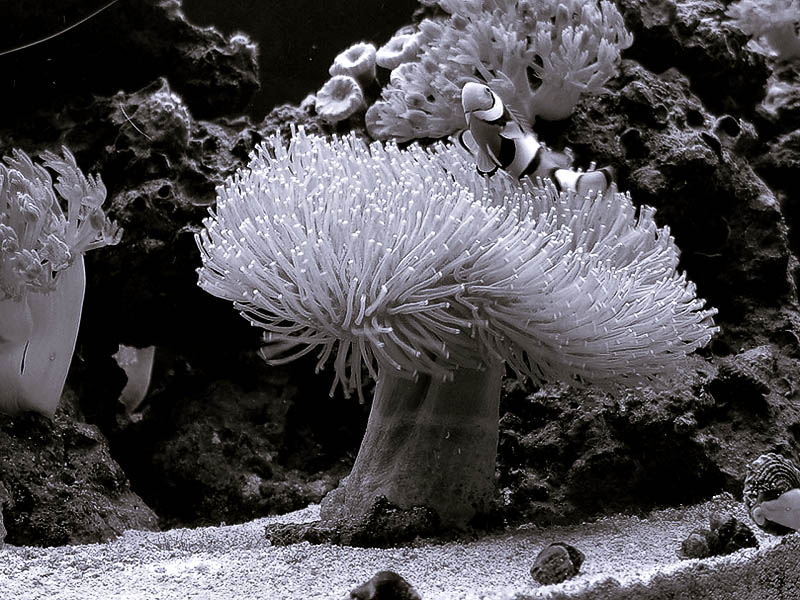 Nov 2004 Saltwater Photo of the Month winner
Submitted by GrndHog

Black and white photo of clown hosting in long tenticle toadstool.