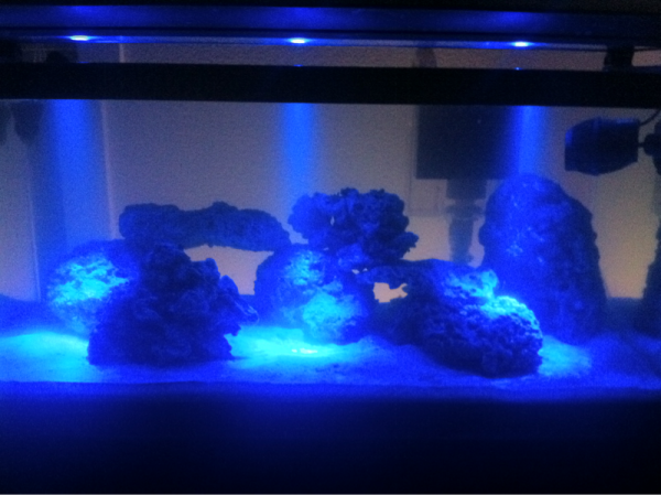 Now at 40lbs of live rock three weeks in. With six mollies.