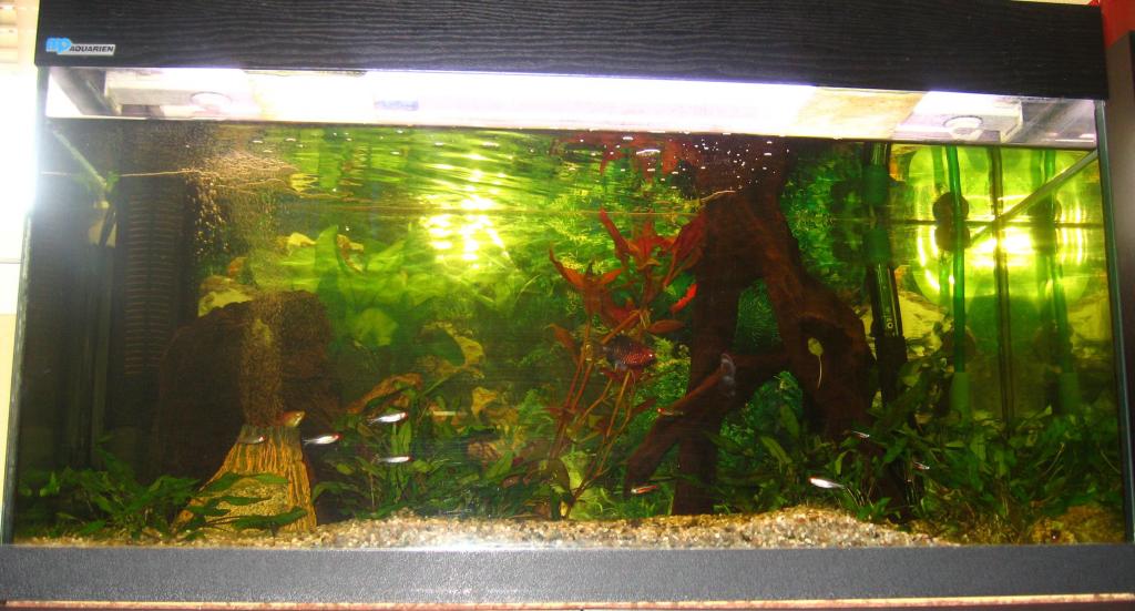 Now I have aquariums again, I'm addicted to this old hobby of mine and adding things regularly.