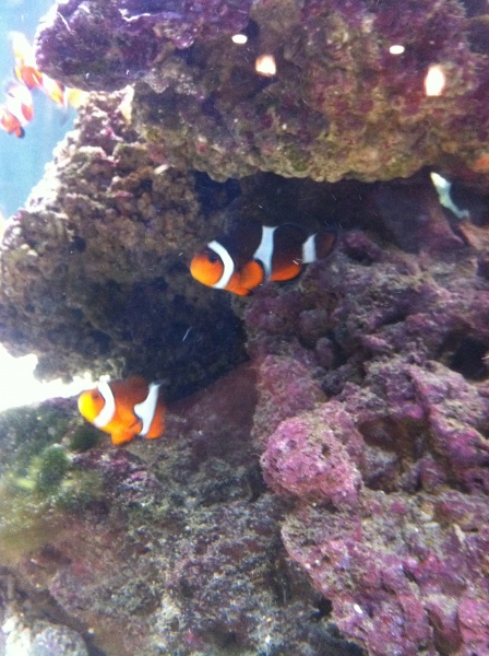 October 2011
Some of my beautiful clown fish!