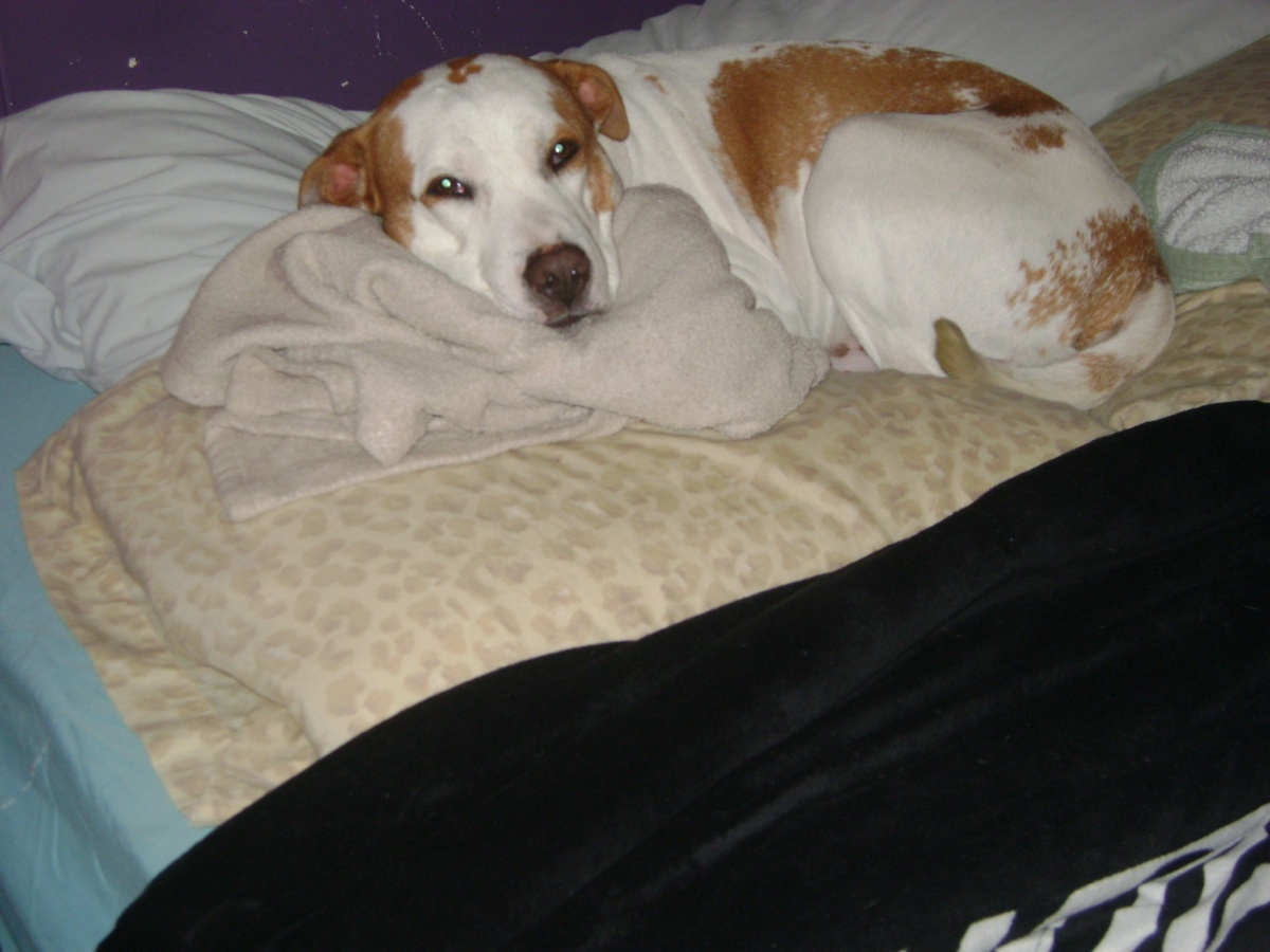 Of course he has to lay on my pillows...lol