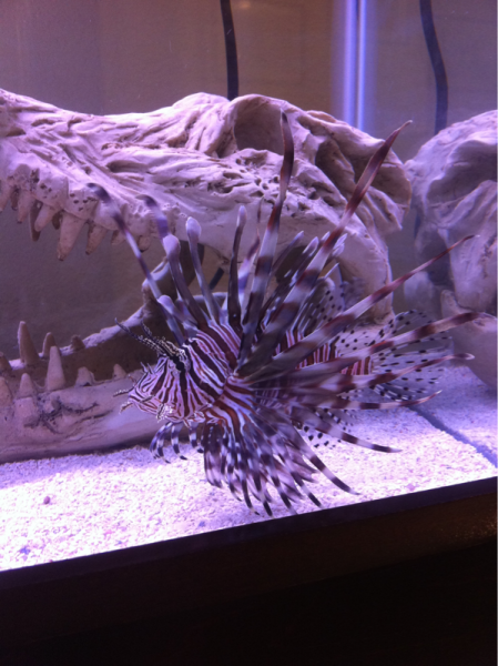 Old lionfish. He got too big :(