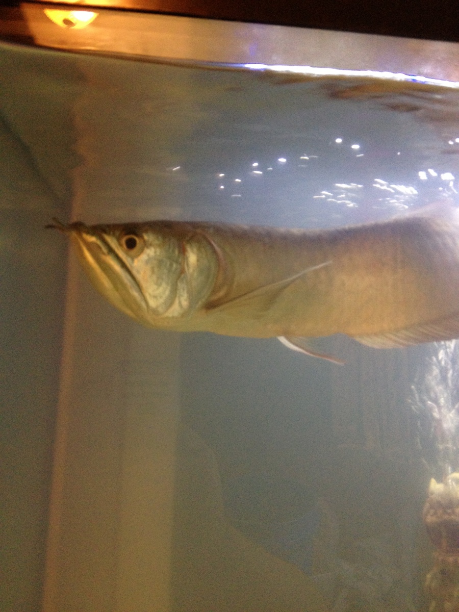 Old photo I found. Sad to say my arowana is no longer with us. I was not home and something spooked him and made him jump. He hit the lid with such fo