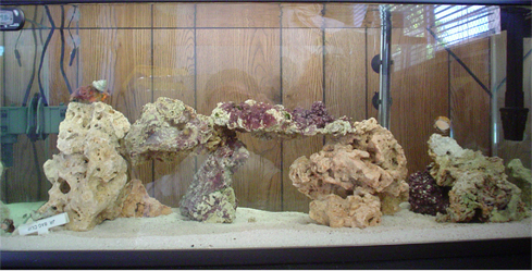 Old picture of my tank last dec. 2004. Thats before I added about 15lbs more of Tonga LR. My 2nd month that my tank is up.