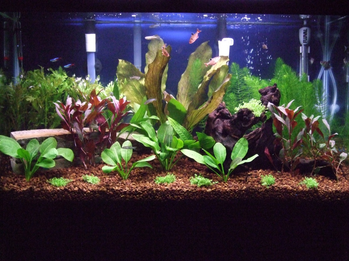 Old Scale's Pride & Joy 
30g Amazonian
Brand new plants, 2 days in.
Flora Max substrate under 3/4" Coffee colored gravel, Fluval 206 canister, Aquacle