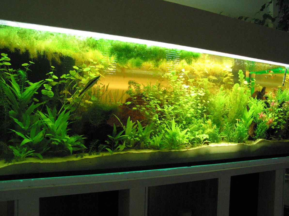 older version of the big tank. now  even darker cause of riccia explosion! also, more guppys (naturally).