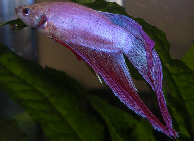 One more pic of my new male betta. He lives in a 5 gallon planted tank on my desk at work.