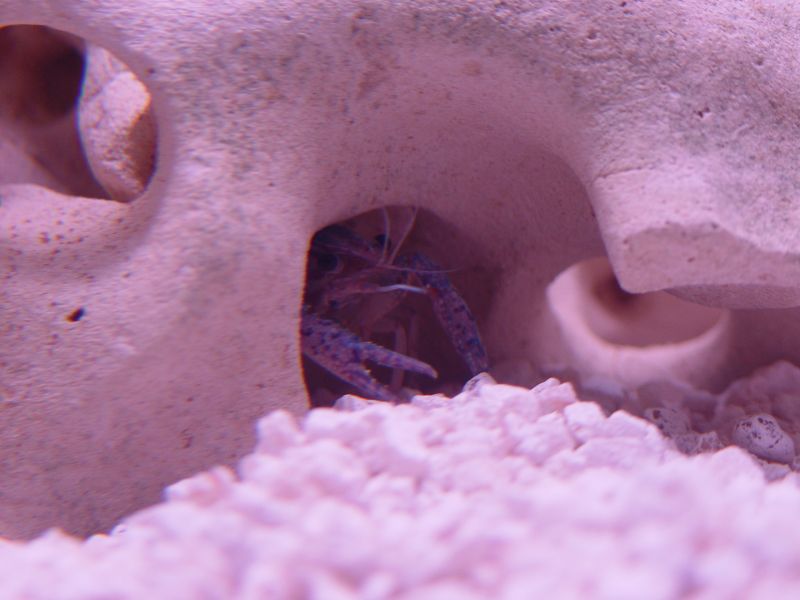 One of my 4 new blue crayfish.  They love their caves, and hide in them the whole time.  Actually, they do little else!