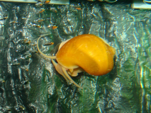One of my Apple Snail close up