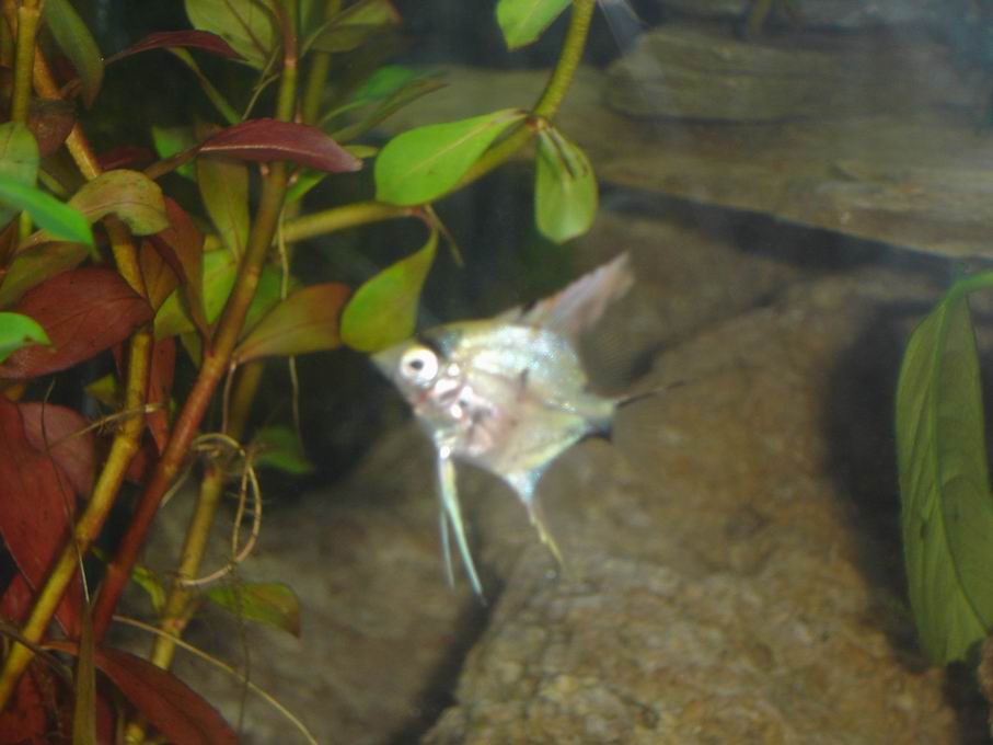 One of my baby Angelfish. I named this one spot for obvious reasons.