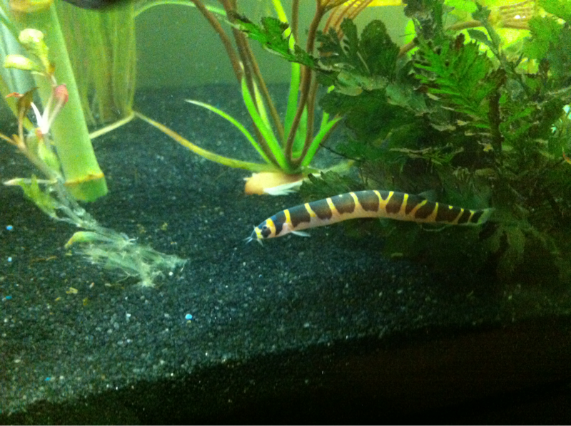 one of my banded kuhli loaches chilling in the java fern