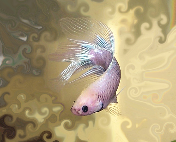 One of my bettas with some photoshop on the background.