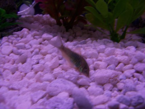 One of my bronze cory cats
