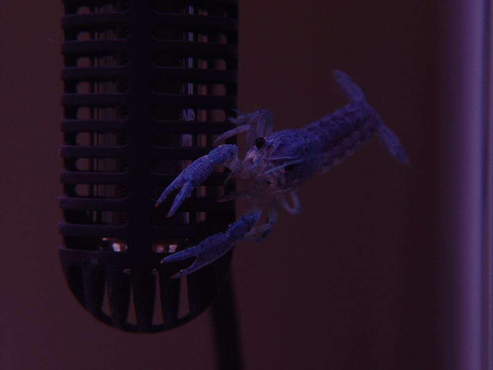 One of my new Blue Crayfish.  They've established territories, but every so often one of them decides to shimmy up the filter intake or the heater.  I