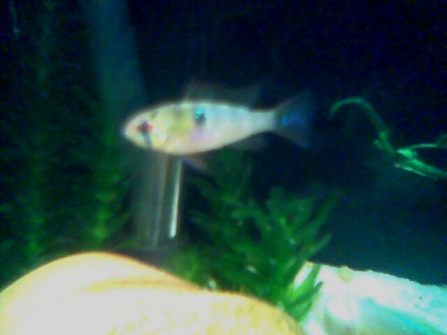 one of my  new german blue rams, i believe they are both females
