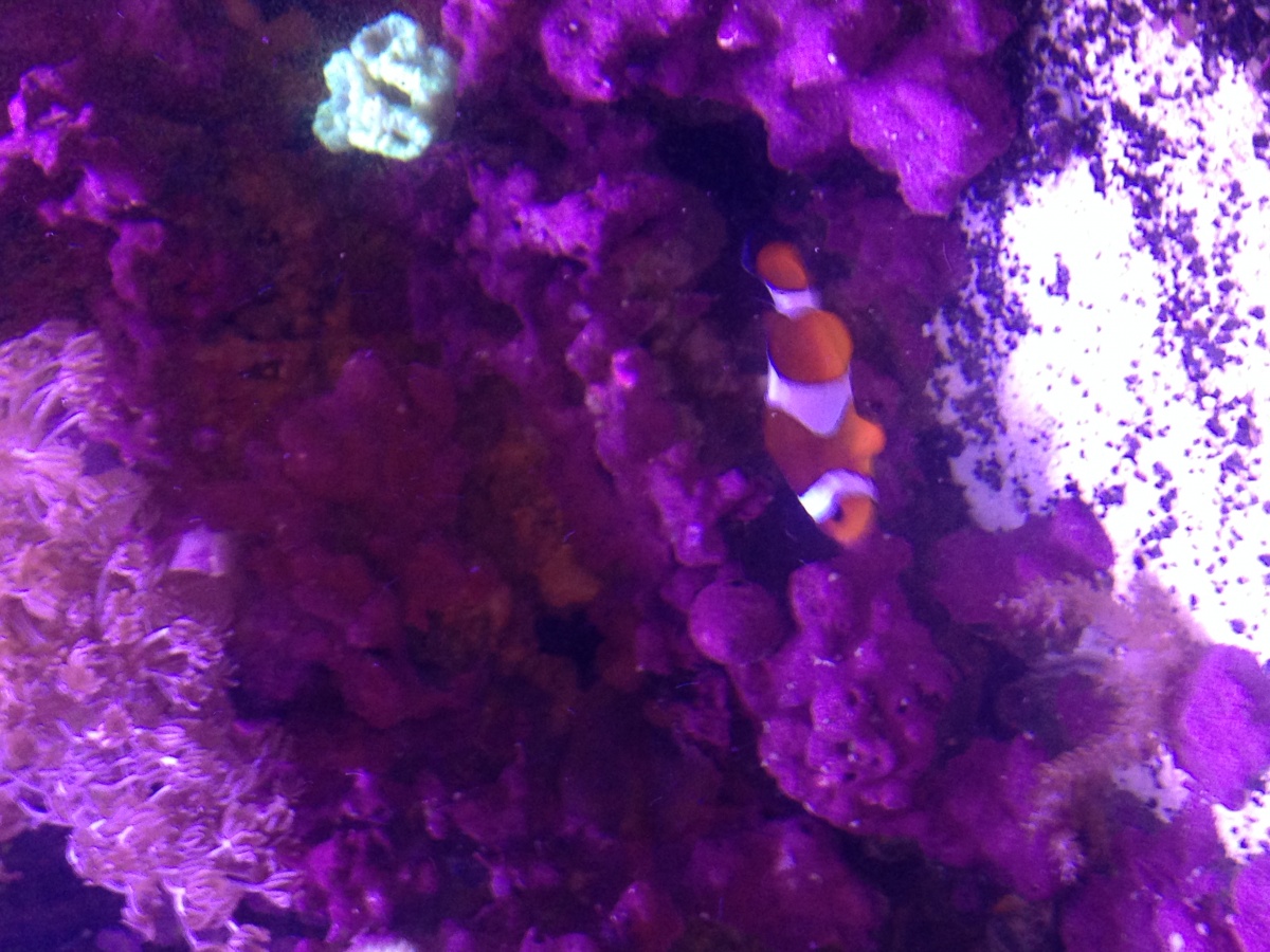 One of my sons Ocellaris clowns with a candy cane coral in the background.