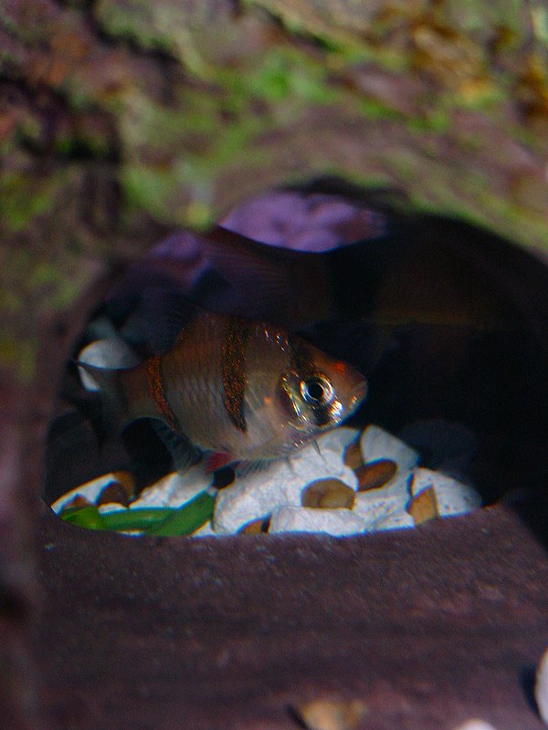 one of my tiger barbs