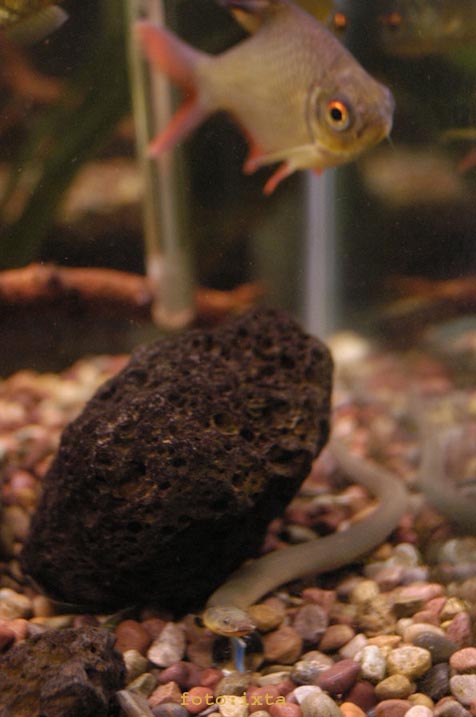 One of My tinfoils enjoying my ropefish