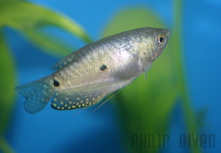 One of my two photogenic blue gourami's...
