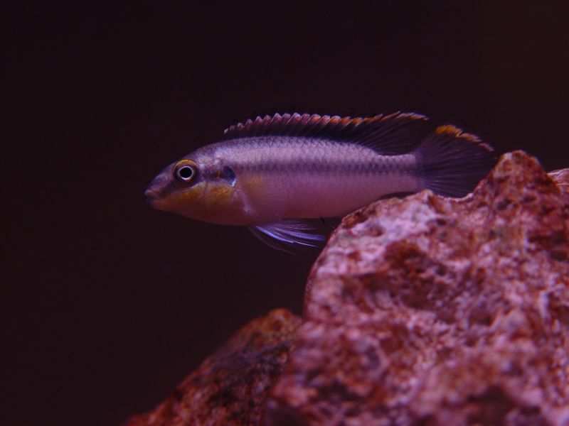 One of new Kribensis (Pelvicachromis pulcher).  This male is more brightly colored than the larger, more dominant male, which confuses me...