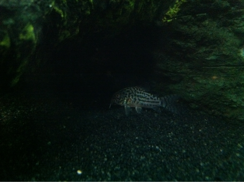 one of the julii cory cats